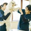 専門学校ビジョナリーアーツ 動物看護学科説明会 & お仕事体験