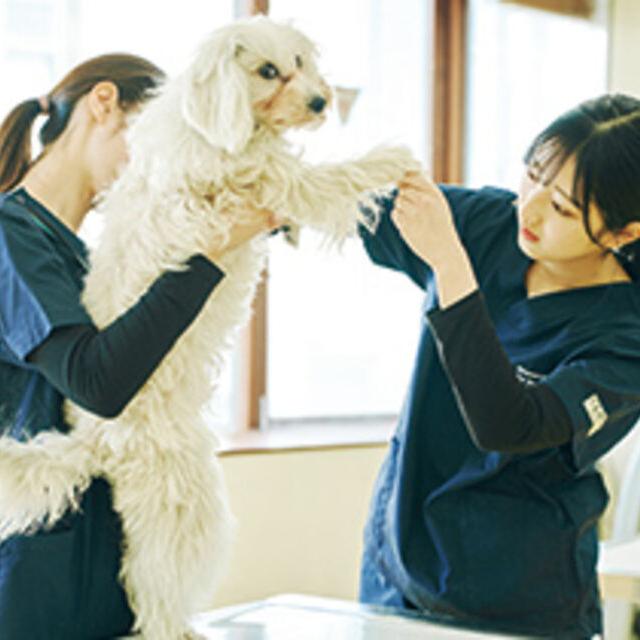 専門学校ビジョナリーアーツ 動物看護学科説明会 & お仕事体験1