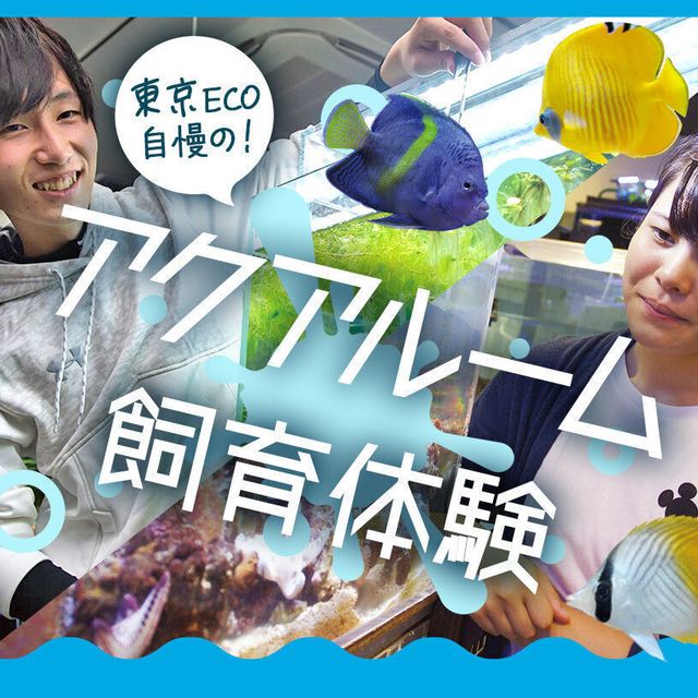 ＴＣＡ東京ＥＣＯ動物海洋専門学校 東京ECO自慢のアクアルーム飼育体験1