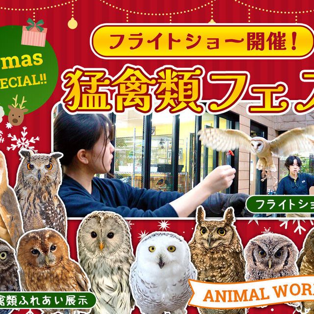 ＴＣＡ東京ＥＣＯ動物海洋専門学校 Xmasスペシャル！猛禽類フェス！1