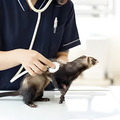 専門学校　福岡ビジョナリーアーツ 【看護】動物たちの健康チェック