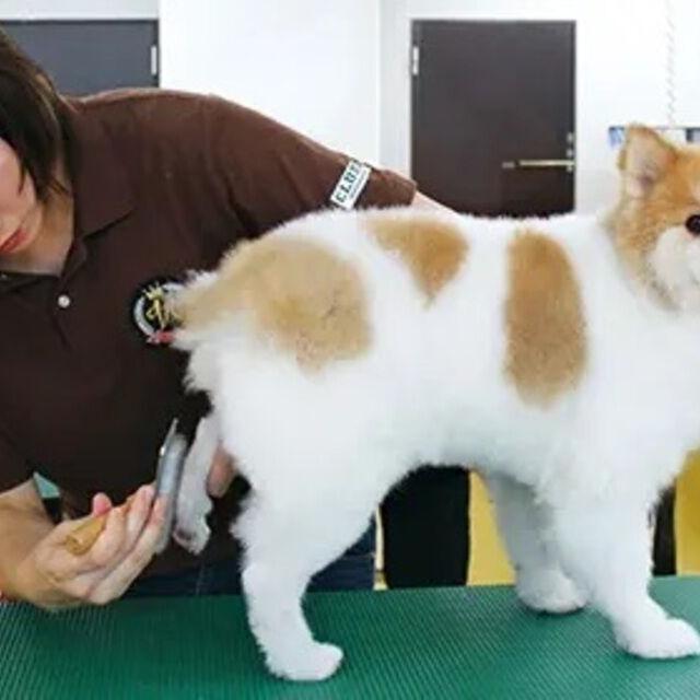 専門学校ビジョナリーアーツ ワンコのトータルケアをしよう!1