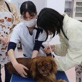 【ＡＯエントリー資格証配布】動物看護体験～バイタルチェック～の詳細