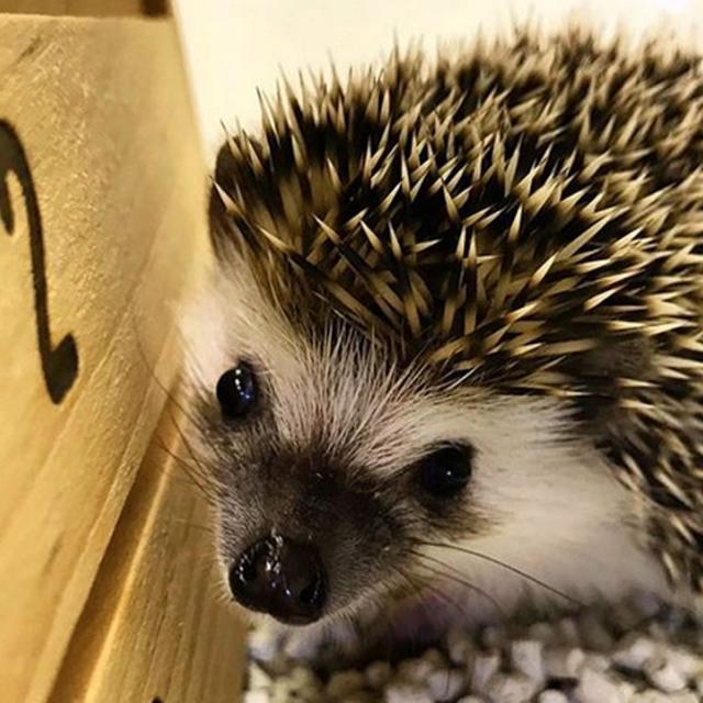 実はモフモフ?ハリネズミを触ってみよう☆