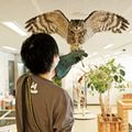 フクロウのフライトに挑戦！／専門学校ビジョナリーアーツ