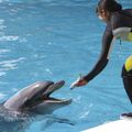 専門学校　福岡ビジョナリーアーツ 【ペット】ドルフィントレーナーさんのお仕事体験