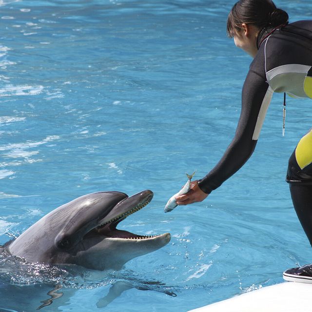 専門学校　福岡ビジョナリーアーツ 【ペット】ドルフィントレーナーさんのお仕事体験1