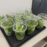 水耕野菜をオリジナルドレッシングで味わおう！の詳細