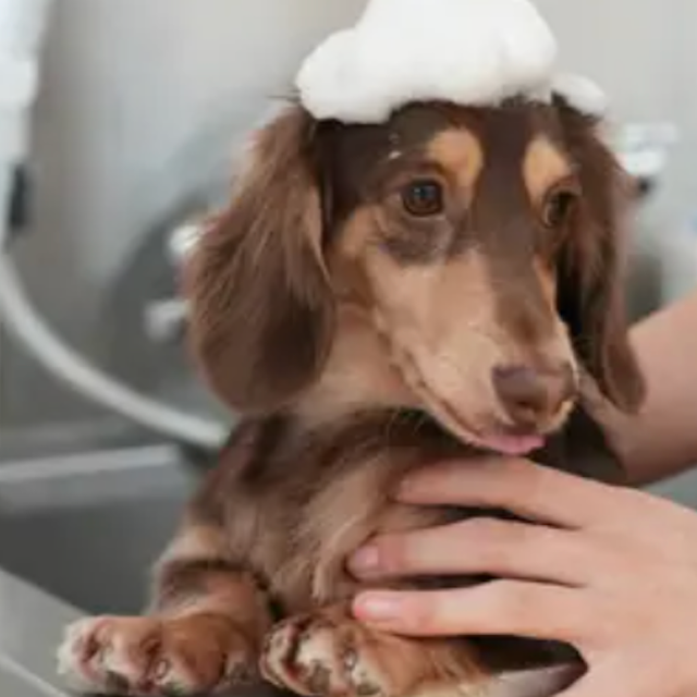 専門学校ビジョナリーアーツ ふわふわシャンプーに挑戦！1