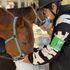 専門学校　ちば愛犬動物フラワー学園 【ホースプロ】一人ひとりのレベルに合わせた乗馬体験！！2