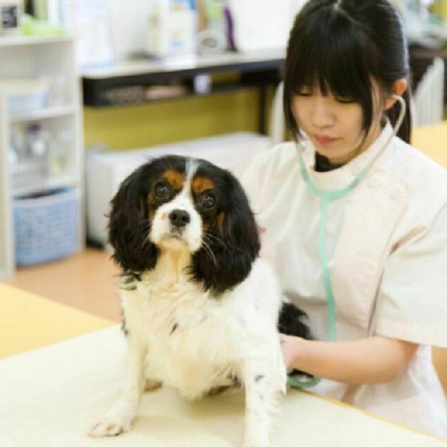 YIC情報ビジネス専門学校 【予約フォーム】トリマー・動物病院スタッフの仕事(ペット)1