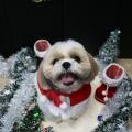 ＹＩＣ京都ペット総合専門学校 クリスマススペシャルブース体験