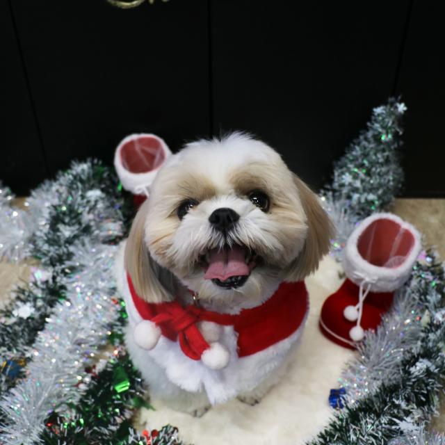 ＹＩＣ京都ペット総合専門学校 クリスマススペシャルブース体験1