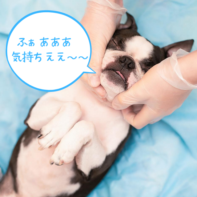 専門学校 東京ビジネス・アカデミー 動物医療業界も注目！アニマルマッサージ教室1