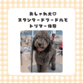 新潟ペット動物専門学校 おしゃれモデル犬☆スタンダードプードルとトリマー体験