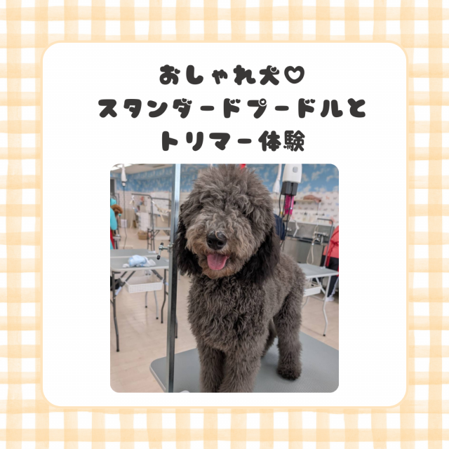 新潟ペット動物専門学校 おしゃれモデル犬☆スタンダードプードルとトリマー体験1