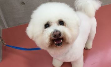 東京ブレーメン動物専門学校のブログインフォ一覧 31 スタディサプリ 進路