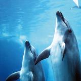 9/29(土)体験!移動水族館でタッチプールの詳細