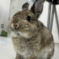 専門学校　ちば愛犬動物フラワー学園 【動物飼育】しぐさを観察！ウサギについて知ろう♪