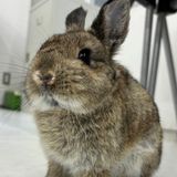 【動物飼育】しぐさを観察！ウサギについて知ろう♪の詳細