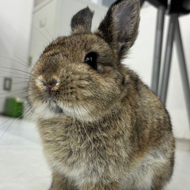 専門学校　ちば愛犬動物フラワー学園 【動物飼育】しぐさを観察！ウサギについて知ろう♪1