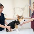 専門学校　福岡ビジョナリーアーツ 【看護】動物看護学科説明会 ＆お仕事体験