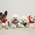 専門学校　福岡ビジョナリーアーツ 【ペット】ワンコを可愛くコーディネート☆クリスマスVer