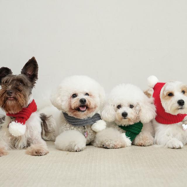 専門学校　福岡ビジョナリーアーツ 【ペット】ワンコを可愛くコーディネート☆クリスマスVer1