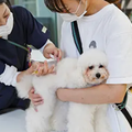 専門学校ビジョナリーアーツ DREAM CLASS 担当犬の予防接種に挑戦！