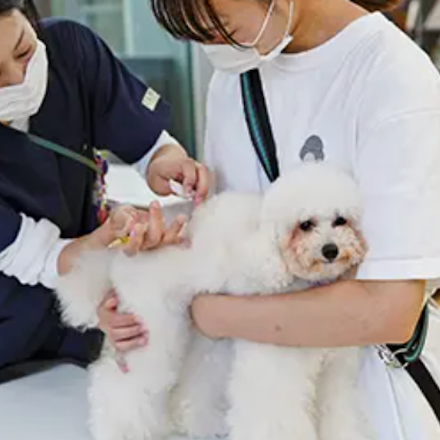 専門学校ビジョナリーアーツ DREAM CLASS 担当犬の予防接種に挑戦！1