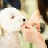 北海道エコ・動物自然専門学校 【トリマーお仕事体験！】全道より無料送迎バス運行！4