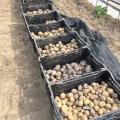 テクノ・ホルティ園芸専門学校 野菜づくり実習★秋じゃが堀りを体験しよう！