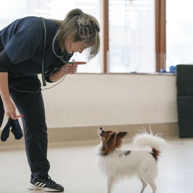 専門学校　福岡ビジョナリーアーツ 【ペット】3専攻よくばり体験【ワンコ】2