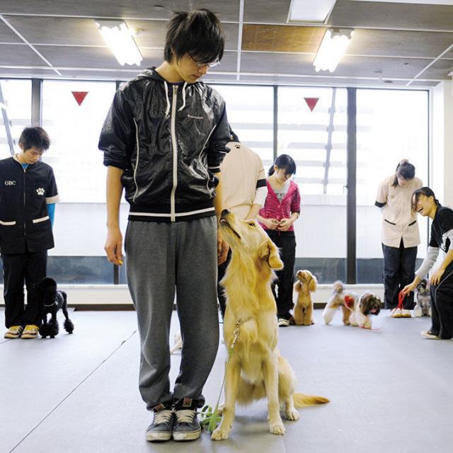 大阪ビジネスカレッジ専門学校 大型犬のトレーニング1
