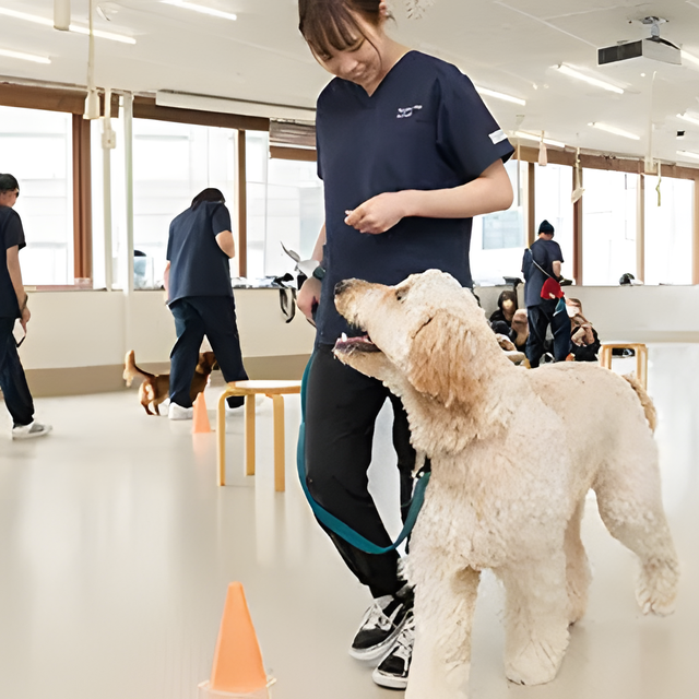 専門学校　福岡ビジョナリーアーツ 【ペット】大型犬のトレーニング体験1