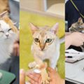 専門学校ビジョナリーアーツ 人気の3専攻 よくばり体験！【ニャンコ】