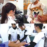 愛玩動物看護師SP　緊急救命を体験しようの詳細
