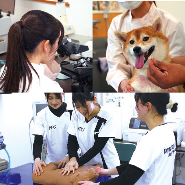 愛知ペット専門学校 愛玩動物看護師　健康チェック＆投薬＆緊急対応SP1