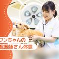 大阪ＥＣＯ動物海洋専門学校 ワンちゃんの看護師さん体験