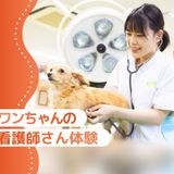 ワンちゃんの看護師さん体験の詳細