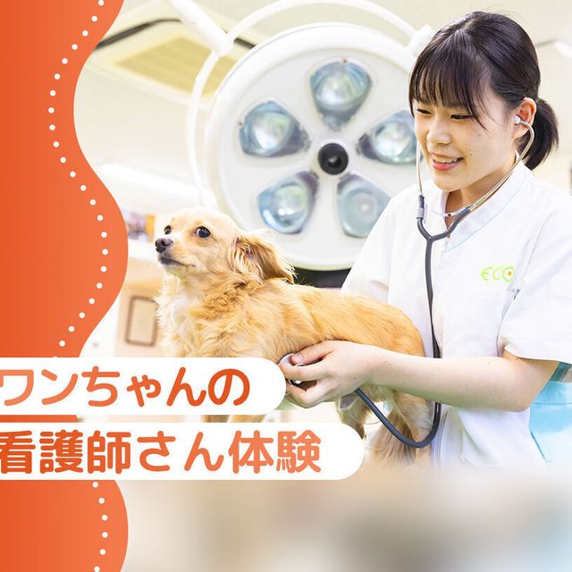 大阪ＥＣＯ動物海洋専門学校 ワンちゃんの看護師さん体験1