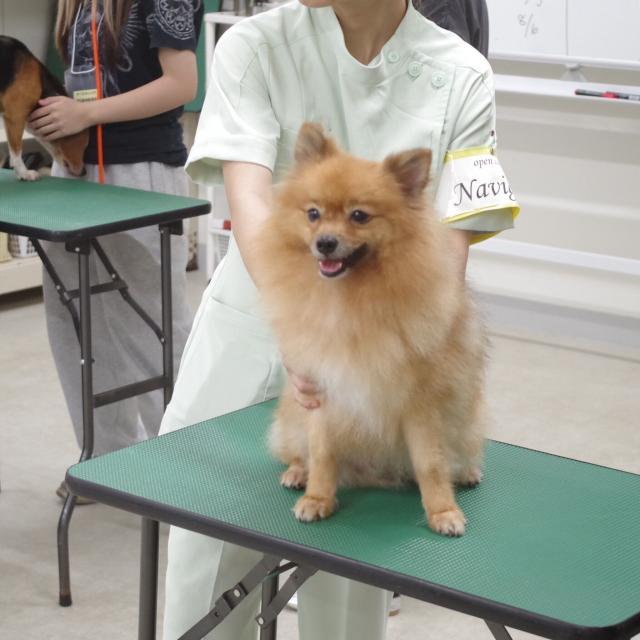 湘央生命科学技術専門学校 動物と人の心に寄り添う。愛玩動物看護師という新しい選択肢2