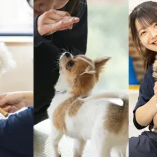 専門学校ビジョナリーアーツ 人気の３専攻 よくばり体験！【ワンコ】1