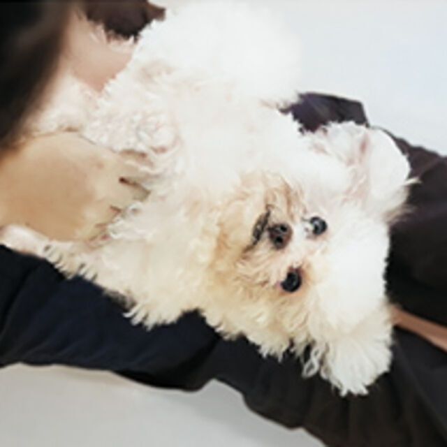 専門学校ビジョナリーアーツ セラピードッグのトレーニングに挑戦！1