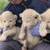 専門学校　ちば愛犬動物フラワー学園 【オープンキャンパス】 ～クリスマススペシャル～3
