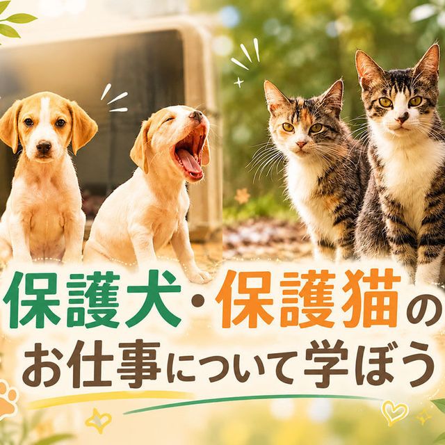 ＴＣＡ東京ＥＣＯ動物海洋専門学校 保護犬・保護猫のお仕事について学ぼう1