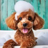 トリマーのお仕事体験　シャンプー＆カットＳＰの詳細