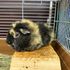 高崎動物専門学校 【ペットショップ・飼育】エキゾチックアニマルのことを学ぼう！3