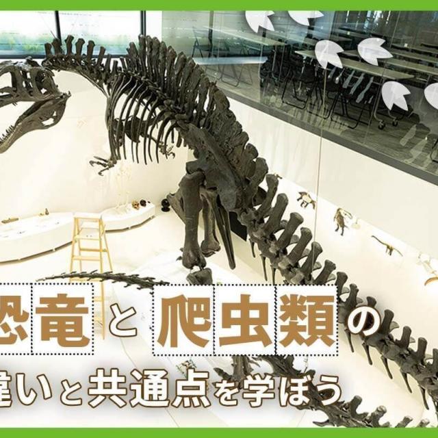 ＴＣＡ東京ＥＣＯ動物海洋専門学校 恐竜と爬虫類の違いと共通点を学ぼう1