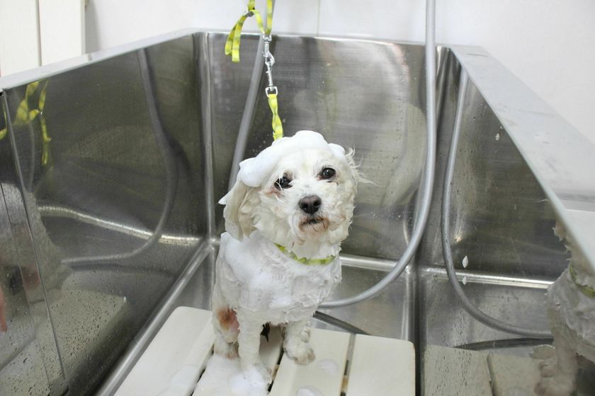 動物看護師を目指せる学校のオープンキャンパス一覧 233件 スタディサプリ 進路